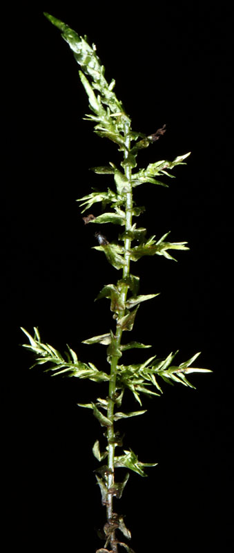 Calliergon cordifolium